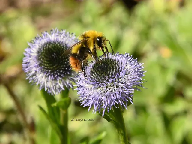 Insekten Hummel Wiesenhummel