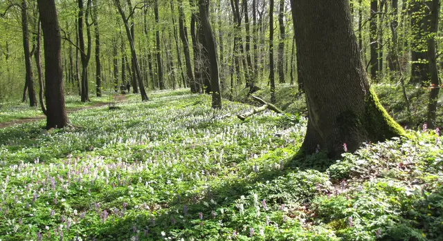Im Frühjahr, wenn Buschwindröschen und Lerchensporn blühen, zeigt sie sich von ihrer paradiesischen Seite.  | Foto: Kurt Wolter