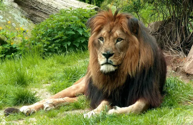 Die Berberlöwen sind in freier Natur schon vor über 100 Jahren durch Bejagung ausgerottet worden. Es gibt nur wenige Zoos auf der Welt, die sie halten. Für Nachwuchs haben sie schon gesorgt.  | Foto: Christel Wolter