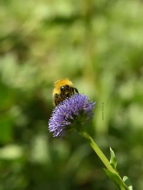 Insekten Hummel Wiesenhummel