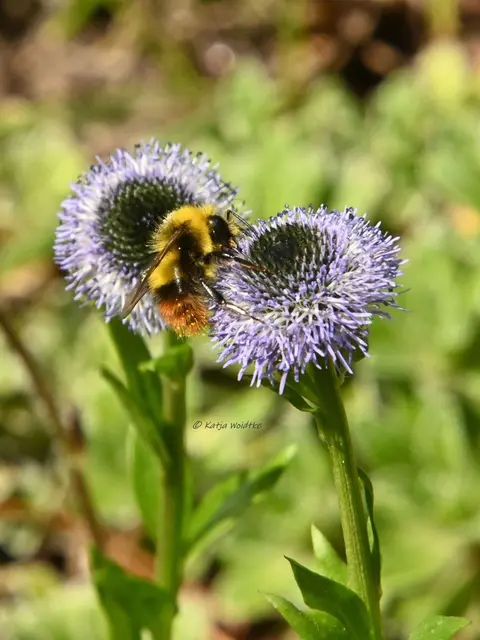 Insekten Hummel Wiesenhummel