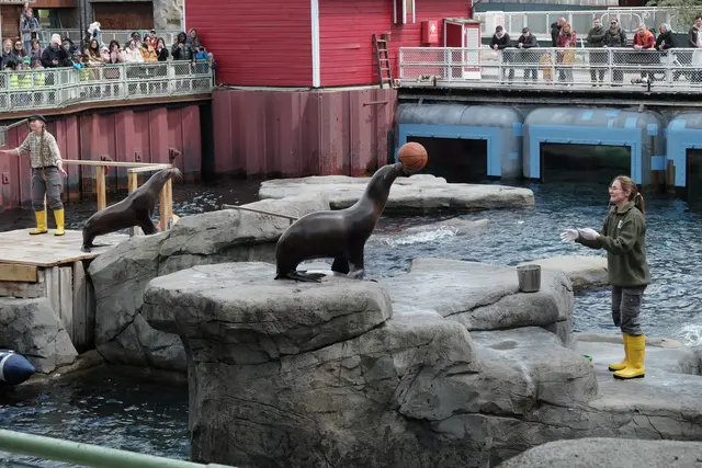 Besonders beliebt ist auch der Erlebniszoo. In der Yukon Bay applaudiert man den Seehunden beim Wasserspritzen und Ballbalancieren. | Foto: Christel Wolter