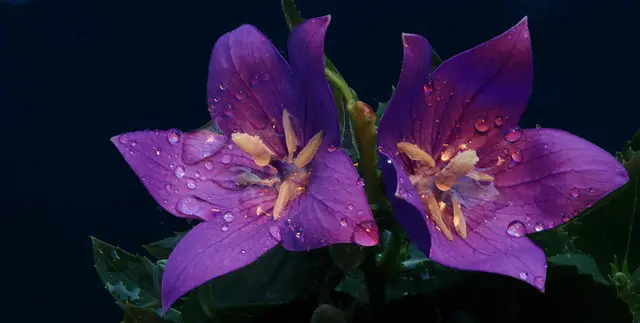 Die Ballonblume (Platycodon grandiflorus) stammt ursprünglich aus Ostasien. Namensgebend ist die ballonartige Form der Blütenknospen. - Quelle: Wikipedia
