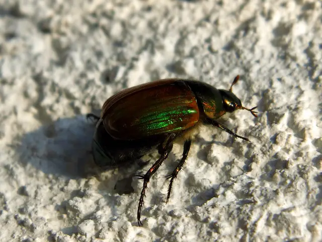 Japankäfer, Junikäfer oder Gartenlaubkäfer? | Foto: Siegmund Walter, 19.06.2026, 14:00 Uhr