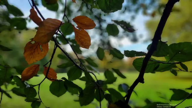 GRÜN auf der Werdener´ Brehminsel♥