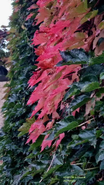 Herbstlich
