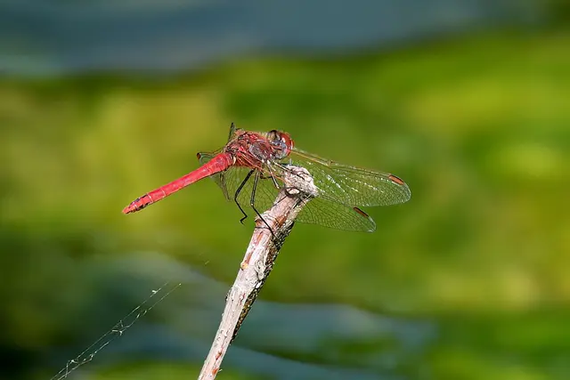 Blutrote Heidelibelle | Foto: Copyright Andreas Schäfer
