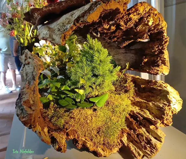 Foto: Iris Alefelder