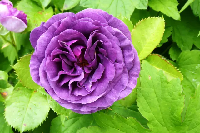 Sonntagsbilder 2026-25, Rosa Minerva, 16.06.2026.