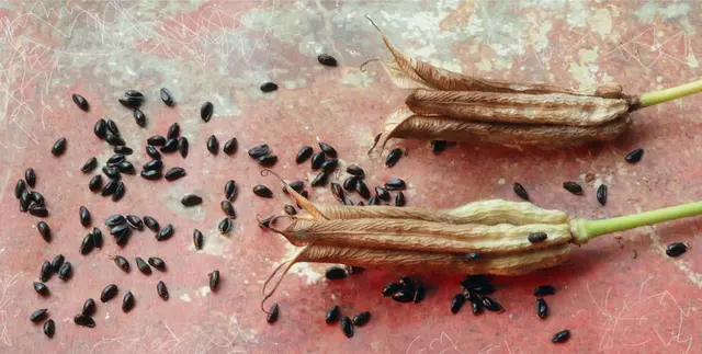 Samenstand der Akelei (Aquilegia) 