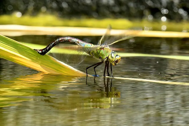 Große Königslibelle ( Weibchen ) | Foto: Copyright Andreas Schäfer