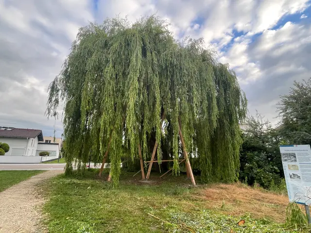 Die Krone der 13 Meter hohen Trauerweide in der Schöblstraße wird durch Scherenstützen entlastet | Foto:  Michael Lindner/ Stadt Günzburg