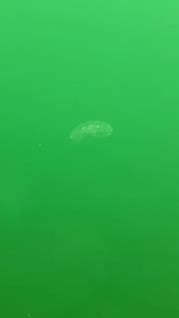 Blick aus der Tauchglocke | Foto: Umbehaue
