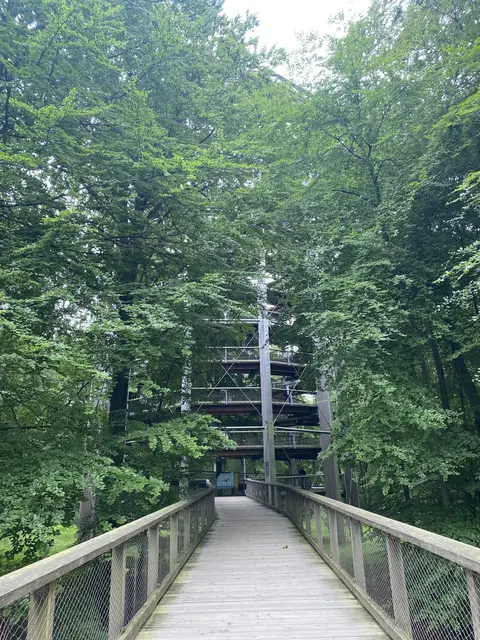 Baumwipfelpark | Foto: umbehaue