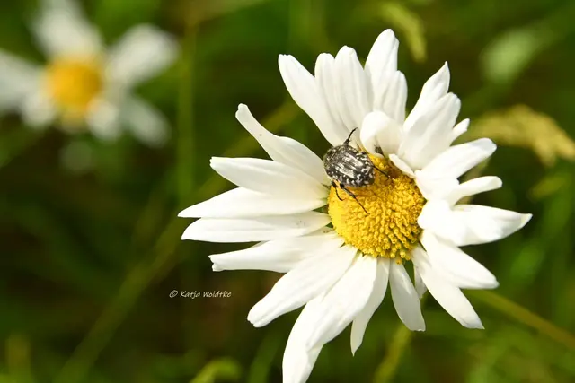 Garten im Jahreslauf (Foto: Katja Woidtke)

Pinselkäfer, Wildbienen und Co. im sommerlichen Juni-Garten | Foto: Katja Woidtke