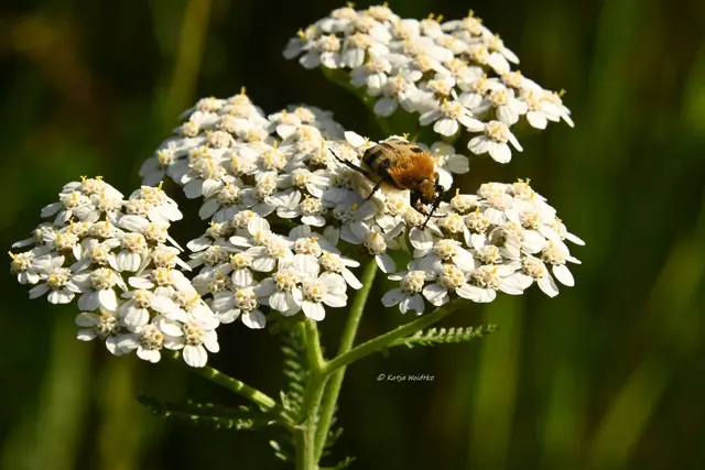 Garten im Jahreslauf (Foto: Katja Woidtke)

Pinselkäfer, Wildbienen und Co. im sommerlichen Juni-Garten - Gebänderter Pinselkäfer (Trichius fasciatus) | Foto: Katja Woidtke