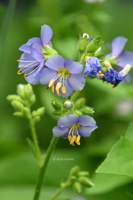 Garten im Jahreslauf (Foto: Katja Woidtke)

Pinselkäfer, Wildbienen und Co. im sommerlichen Juni-Garten | Foto: Katja Woidtke
