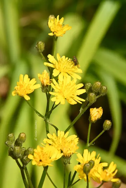 Garten im Jahreslauf (Foto: Katja Woidtke)

Pinselkäfer, Wildbienen und Co. im sommerlichen Juni-Garten | Foto: Katja Woidtke
