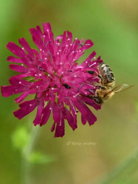 Garten im Jahreslauf (Foto: Katja Woidtke)

Pinselkäfer, Wildbienen und Co. im sommerlichen Juni-Garten - Ackerwitwenblume | Foto: Katja Woidtke