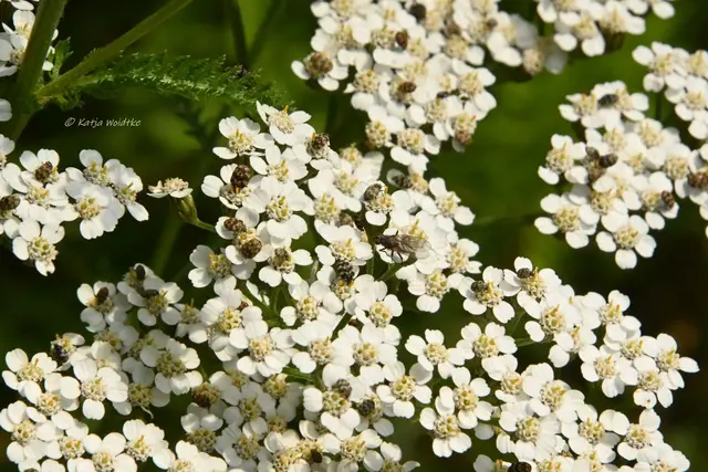 Garten im Jahreslauf (Foto: Katja Woidtke)

Pinselkäfer, Wildbienen und Co. im sommerlichen Juni-Garten | Foto: Katja Woidtke