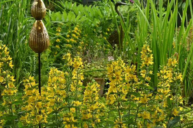 Garten im Jahreslauf (Foto: Katja Woidtke)

Pinselkäfer, Wildbienen und Co. im sommerlichen Juni-Garten | Foto: Katja Woidtke