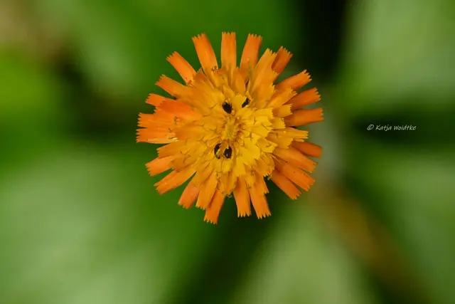 Garten im Jahreslauf (Foto: Katja Woidtke)

Pinselkäfer, Wildbienen und Co. im sommerlichen Juni-Garten | Foto: Katja Woidtke