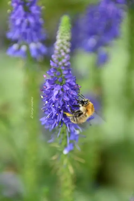 Garten im Jahreslauf (Foto: Katja Woidtke)

Pinselkäfer, Wildbienen und Co. im sommerlichen Juni-Garten | Foto: Katja Woidtke