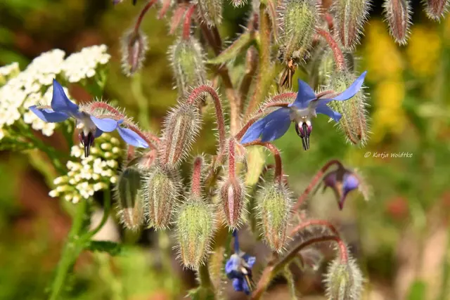 Garten im Jahreslauf (Foto: Katja Woidtke)

Pinselkäfer, Wildbienen und Co. im sommerlichen Juni-Garten | Foto: Katja Woidtke