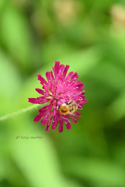 Garten im Jahreslauf (Foto: Katja Woidtke)

Pinselkäfer, Wildbienen und Co. im sommerlichen Juni-Garten | Foto: Katja Woidtke
