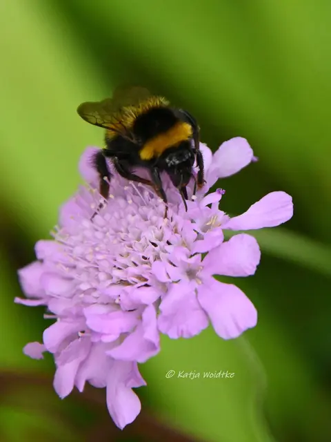 Garten im Jahreslauf (Foto: Katja Woidtke)

Pinselkäfer, Wildbienen und Co. im sommerlichen Juni-Garten  | Foto: Katja Woidtke