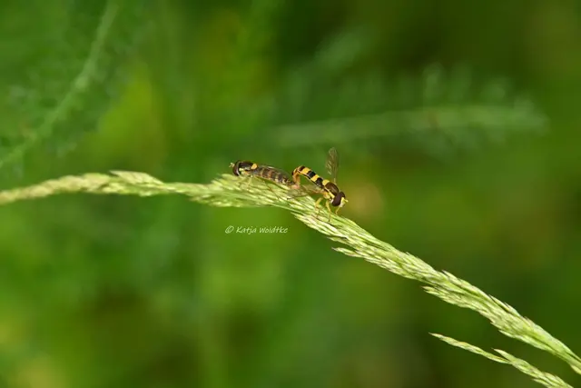 Garten im Jahreslauf (Foto: Katja Woidtke)

Pinselkäfer, Wildbienen und Co. im sommerlichen Juni-Garten | Foto: Katja Woidtke