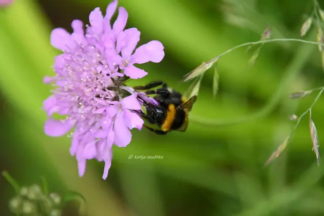 Garten im Jahreslauf (Foto: Katja Woidtke)

Pinselkäfer, Wildbienen und Co. im sommerlichen Juni-Garten | Foto: Katja Woidtke