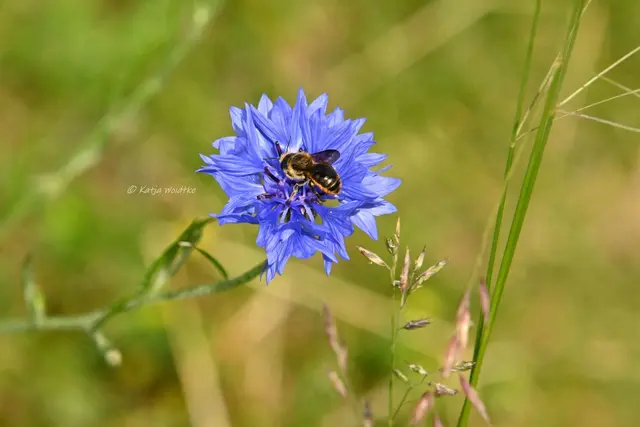Garten im Jahreslauf (Foto: Katja Woidtke)

Pinselkäfer, Wildbienen und Co. im sommerlichen Juni-Garten - Wildbiene auf der Blüte einer Kornblume | Foto: Katja Woidtke