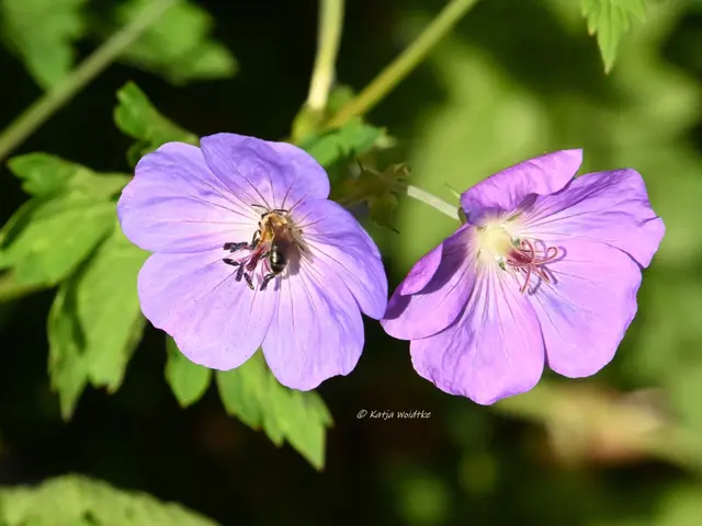 Garten im Jahreslauf (Foto: Katja Woidtke)

Pinselkäfer, Wildbienen und Co. im sommerlichen Juni-Garten | Foto: Katja Woidtke