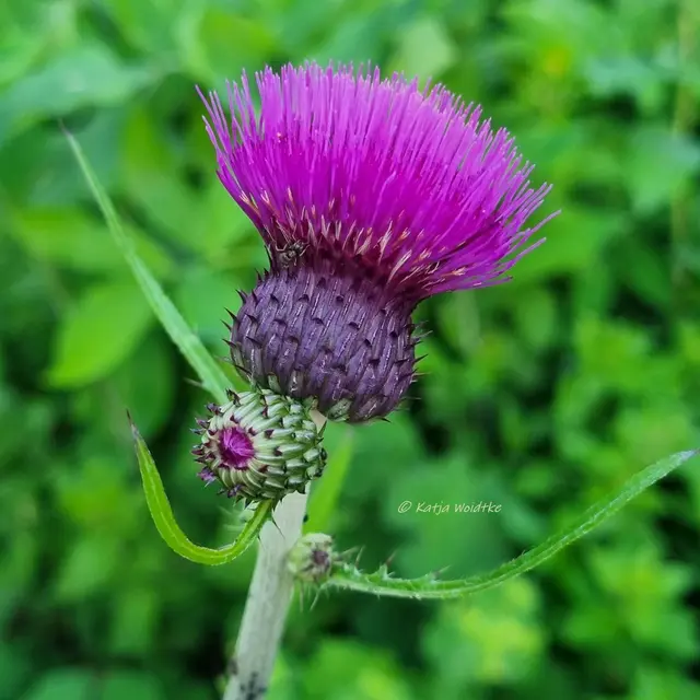 Garten im Jahreslauf (Foto: Katja Woidtke)

Pinselkäfer, Wildbienen und Co. im sommerlichen Juni-Garten | Foto: Katja Woidtke