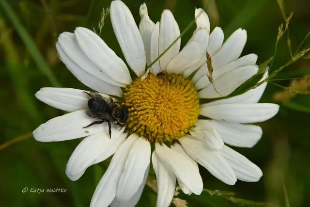 Garten im Jahreslauf (Foto: Katja Woidtke)

Pinselkäfer, Wildbienen und Co. im sommerlichen Juni-Garten | Foto: Katja Woidtke