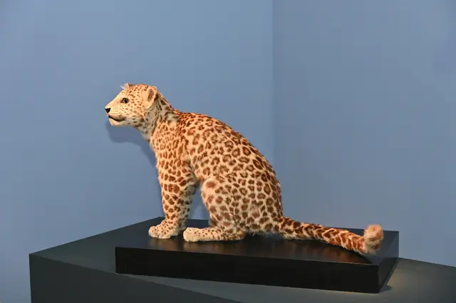Leoparden-Jungtier