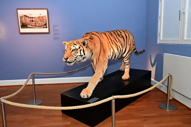 Zum Glück nicht mehr lebendig: Im Landesmuseum wartet ein ausgestopfter Tiger auf die Besucher