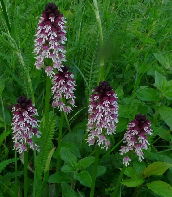 Bild: L.Büch - Brandknabenkraut (Orchis ustulata)
