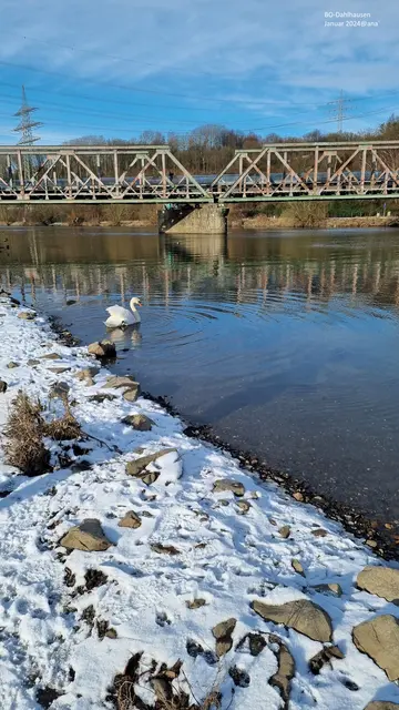 Ruhr-Schwan