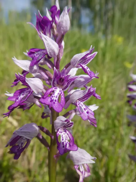 Bild: L.Büch - Helmknabenkraut (Orchis militaris)