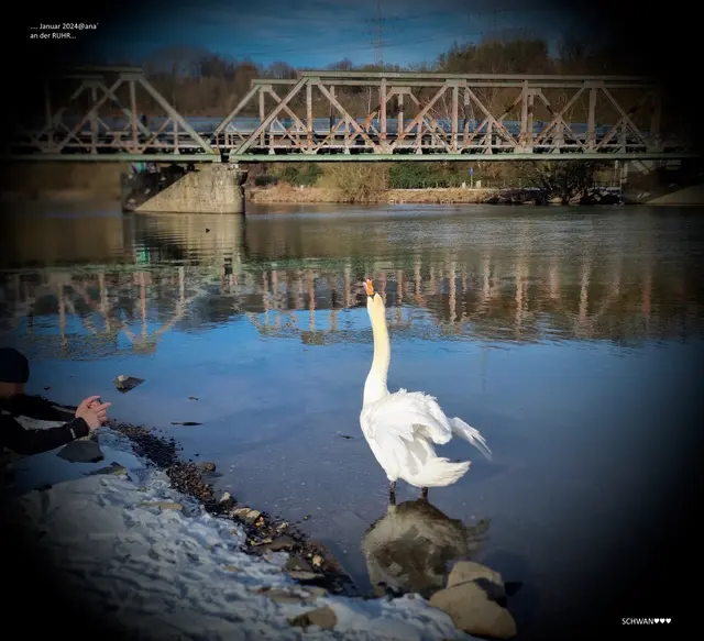 Schwan im Winter ♥