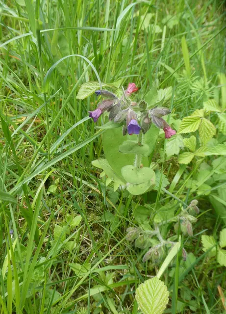 Bild: L.Büch - Weiches Lungenkraut (Pulmonaria mollis)