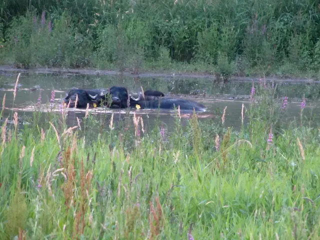 Bei noch 32 Grad gehen die Wasserbüffel in den jetzt kleineren Bibersee