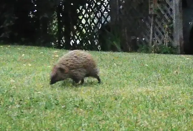 Kaum bin ich zurück, macht der Igel sofort einen Abgang