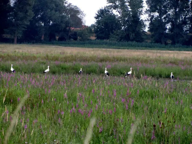 Plötzlich sind da auch 6 Störche