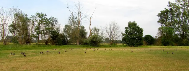 Die Gänse versammeln sich auf der frisch gemähten Wiese vor unserem Mühlenbach