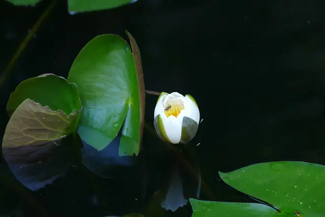 Seerose, am 27. Juni 2026