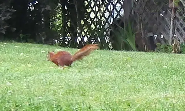 Unser Eichhörnchen auch. Gute Nacht und schlaft schön.