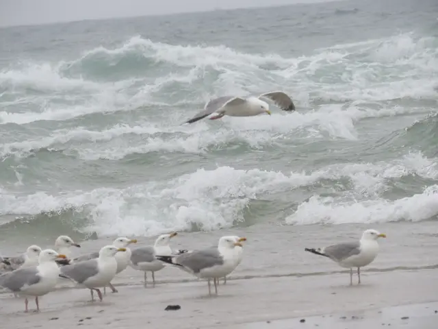 Möwen können sich nicht entscheiden. Was ist besser, Nord oder Ostsee | Foto: umbehaue